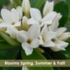 Jim's Pride White Summer Daphne - Daphne X Transatlantica - 2 Gallon Pot 2 Jim's Pride White Summer Daphne - Daphne X Transatlantica - 2 Gallon Pot -Leafy Joy Shop daphne jims pride 15