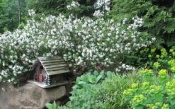 Jim's Pride White Summer Daphne - Daphne X Transatlantica - 2 Gallon Pot -Leafy Joy Shop daphne jims pride 3