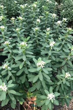 Jim's Pride White Summer Daphne - Daphne X Transatlantica - 2 Gallon Pot -Leafy Joy Shop daphne jims pride 7