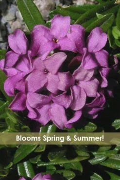 Lawrence Crocker Dwarf Daphne Tree (Standard Topiary) - 1 Gallon Pot -Leafy Joy Shop daphne lawrence crocker 12