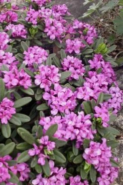 Lawrence Crocker Dwarf Daphne Tree (Standard Topiary) - 1 Gallon Pot -Leafy Joy Shop daphne lawrence crocker 3