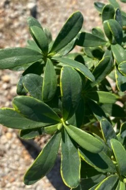 Splash Variegated Summer Daphne - 1 Gallon Pot 11 Splash Variegated Summer Daphne - 1 Gallon Pot -Leafy Joy Shop daphne splash summer daphne 1