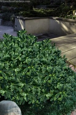 Splash Variegated Summer Daphne - 1 Gallon Pot 12 Splash Variegated Summer Daphne - 1 Gallon Pot -Leafy Joy Shop daphne splash variegated summer daphne 6