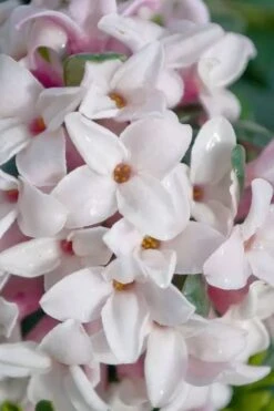 Splash Variegated Summer Daphne - 1 Gallon Pot 13 Splash Variegated Summer Daphne - 1 Gallon Pot -Leafy Joy Shop daphne splash variegated summer daphne 7