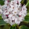Splash Variegated Summer Daphne - 1 Gallon Pot 2 Splash Variegated Summer Daphne - 1 Gallon Pot -Leafy Joy Shop daphne splash variegated summer daphne 8
