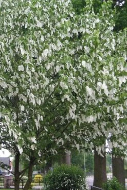 Dove Tree (Davidia Involucrata) - 7 Gallon Pot (5-6') -Leafy Joy Shop davidia involucrata dove tree 1