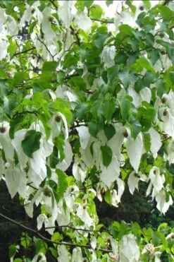 Dove Tree (Davidia Involucrata) - 7 Gallon Pot (5-6') -Leafy Joy Shop davidia involucrata dove tree 10