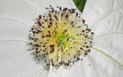 Dove Tree (Davidia Involucrata) - 7 Gallon Pot (5-6') -Leafy Joy Shop davidia involucrata dove tree 11