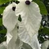 Dove Tree (Davidia Involucrata) - 7 Gallon Pot (5-6') -Leafy Joy Shop davidia involucrata dove tree 12
