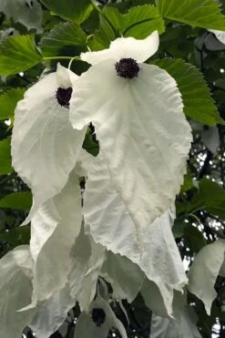 Dove Tree (Davidia Involucrata) - 7 Gallon Pot (5-6')