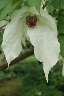 Dove Tree (Davidia Involucrata) - 7 Gallon Pot (5-6') -Leafy Joy Shop davidia involucrata dove tree 2