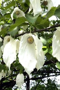 Dove Tree (Davidia Involucrata) - 7 Gallon Pot (5-6') -Leafy Joy Shop davidia involucrata dove tree 3