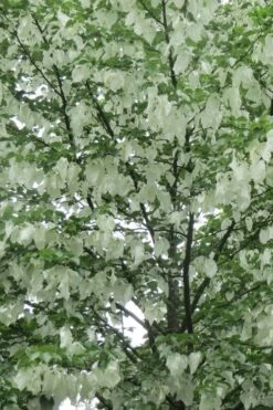 Dove Tree (Davidia Involucrata) - 7 Gallon Pot (5-6') -Leafy Joy Shop davidia involucrata dove tree 4
