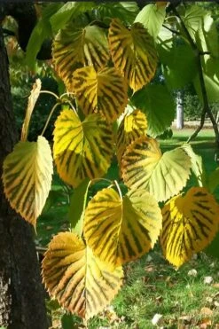 Dove Tree (Davidia Involucrata) - 7 Gallon Pot (5-6') -Leafy Joy Shop davidia involucrata dove tree 6