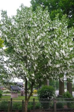 Dove Tree (Davidia Involucrata) - 7 Gallon Pot (5-6') -Leafy Joy Shop davidia involucrata dove tree 7