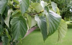 Dove Tree (Davidia Involucrata) - 7 Gallon Pot (5-6') -Leafy Joy Shop davidia involucrata dove tree 8