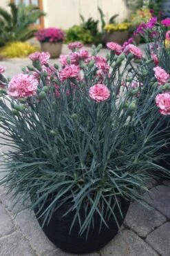 Pinball Wizard Dianthus - 1 Gallon Pot -Leafy Joy Shop dianthus pinball wizard 10
