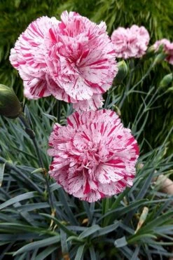 Pinball Wizard Dianthus - 1 Gallon Pot -Leafy Joy Shop dianthus pinball wizard 4