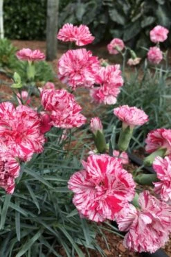 Pinball Wizard Dianthus - 1 Gallon Pot -Leafy Joy Shop dianthus pinball wizard 5