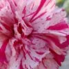 Pinball Wizard Dianthus - 1 Gallon Pot 1 Pinball Wizard Dianthus - 1 Gallon Pot -Leafy Joy Shop dianthus pinball wizard 6