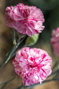 Pinball Wizard Dianthus - 1 Gallon Pot -Leafy Joy Shop dianthus pinball wizard 7