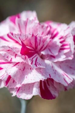 Pinball Wizard Dianthus - 1 Gallon Pot -Leafy Joy Shop dianthus pinball wizard 8