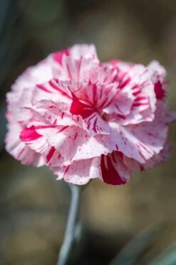 Pinball Wizard Dianthus - 1 Gallon Pot -Leafy Joy Shop dianthus pinball wizard 9