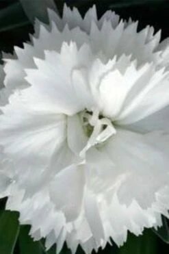 Super Trouper White Dianthus - 5 Pack Of Quart Pots -Leafy Joy Shop dianthus super trouper white 500x750 1