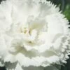 Super Trouper White Dianthus - 5 Pack Of Quart Pots -Leafy Joy Shop dianthus supertrouper white carnations 1