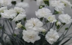 Super Trouper White Dianthus - 5 Pack Of Quart Pots -Leafy Joy Shop dianthus supertrouper white carnations 2
