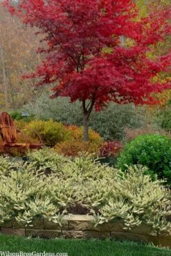 Spring Frost Distylium - 1 Gallon Pot 13 Spring Frost Distylium - 1 Gallon Pot -Leafy Joy Shop distylium spring frost 102 1