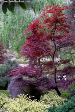 Spring Frost Distylium - 1 Gallon Pot 11 Spring Frost Distylium - 1 Gallon Pot -Leafy Joy Shop distylium spring frost 103 1