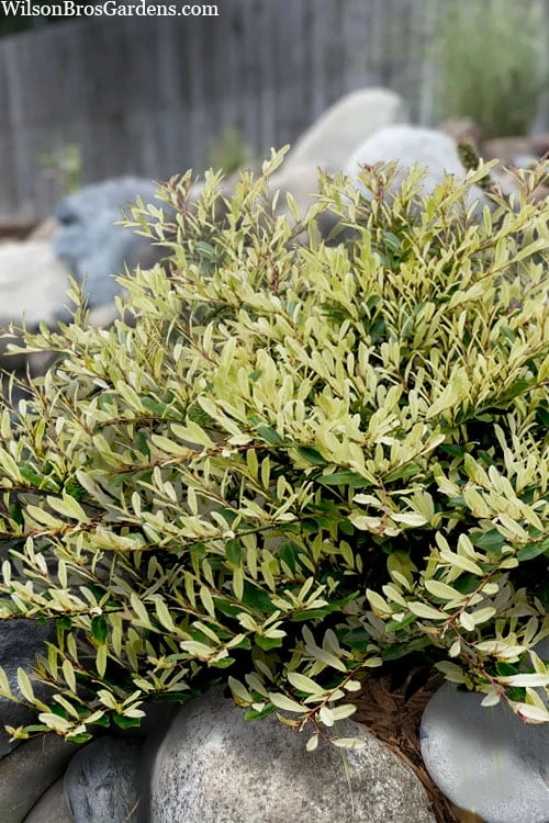 Spring Frost Distylium - 1 Gallon Pot 3 Spring Frost Distylium - 1 Gallon Pot