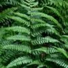 Champions Wood Fern (Dryopteris Championii) - 1 Gallon Pot -Leafy Joy Shop dryopteris championii champions wood fern 1