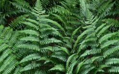 Champions Wood Fern (Dryopteris Championii) - 1 Gallon Pot -Leafy Joy Shop dryopteris championii champions wood fern 2