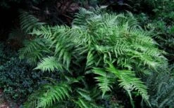 Champions Wood Fern (Dryopteris Championii) - 6 Pack Of 1 Gallon Pots -Leafy Joy Shop dryopteris championii champions wood fern 6 1