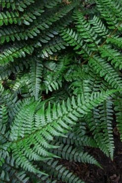 Champions Wood Fern (Dryopteris Championii) - 6 Pack Of 1 Gallon Pots -Leafy Joy Shop dryopteris championii champions wood fern 7 1