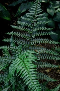 Champions Wood Fern (Dryopteris Championii) - 1 Gallon Pot -Leafy Joy Shop dryopteris championii champions wood fern 8