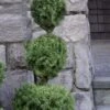 Poodle Tier Dwarf Alberta Spruce 3 Ball Topiary (3-Ball) - 3 Gallon Pot -Leafy Joy Shop dwarf alberta spruce 3 ball poodle tier 12
