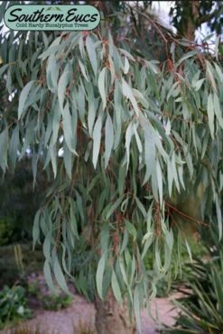 Angus Cold Hardy Eucalyptus Tree (Eucalyptus Nicholii) - Quart Pot -Leafy Joy Shop eucalyoptus nicholii angus 1 2