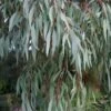Angus Cold Hardy Eucalyptus Tree (Eucalyptus Nicholii) - 1 Gallon Pot -Leafy Joy Shop eucalyoptus nicholii angus 1 3