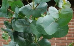 Big O Cold Hardy Eucalyptus Tree (Eucalyptus Neglecta) - 5 Gallon Pot (5-6') -Leafy Joy Shop eucalyptus bigo leaves 1