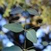 Grace Cold Hardy Eucalyptus Tree (Eucalyptus Elliptica) - 3 Quart Pot -Leafy Joy Shop eucalyptus elliptica grace 1