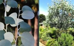 Mappa Tassie Cold Hardy Eucalyptus Tree (Eucalyptus Pauciflora) - 2 Gallon Pot 12 Mappa Tassie Cold Hardy Eucalyptus Tree (Eucalyptus Pauciflora) - 2 Gallon Pot -Leafy Joy Shop eucalyptus mappa tassie combo 1