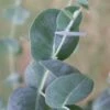 Big O Cold Hardy Eucalyptus Tree (Eucalyptus Neglecta) - 1 Gallon Pot -Leafy Joy Shop eucalyptus neglecta big 0 1 2