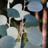 Mappa Tassie Cold Hardy Eucalyptus Tree (Eucalyptus Pauciflora) - Quart Pot -Leafy Joy Shop eucalyptus pauciflora mappa tassie 1