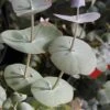 Luna Cold Hardy Eucalyptus Tree (Eucalyptus Perriniana) - 2 Gallon Pot -Leafy Joy Shop eucalyptus perreniana luna 1