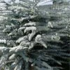 Bluey Cold Hardy Eucalyptus Tree (Eucalyptus Pulverulenta) - 2 Gallon Pot -Leafy Joy Shop eucalyptus pulverulenta bluey 1 2