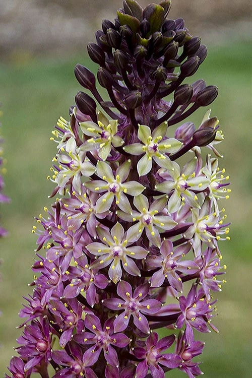 Safari Adventure Pineapple Lily (Eucomis) - 1 Gallon Pot 6 Safari Adventure Pineapple Lily (Eucomis) - 1 Gallon Pot - Image 4