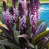 Safari Adventure Pineapple Lily (Eucomis) - 1 Gallon Pot -Leafy Joy Shop eucomis safari adventure pineapple lily 5